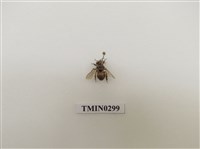 藏品(義大利蜂)的圖片